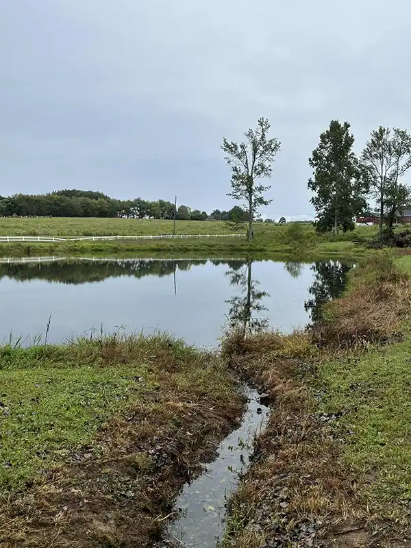 aquatic vegetation after #4