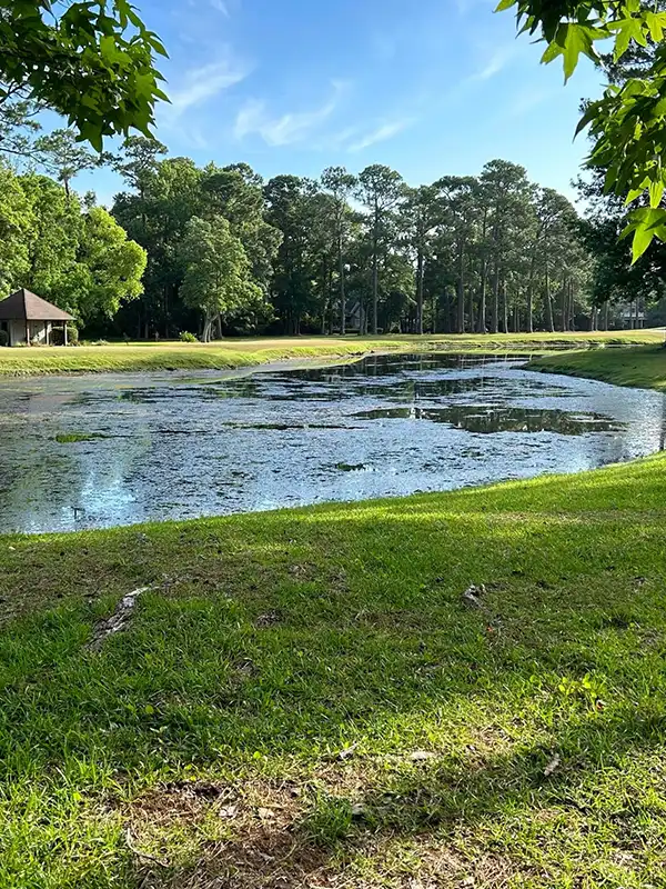 pond maintenance before #2