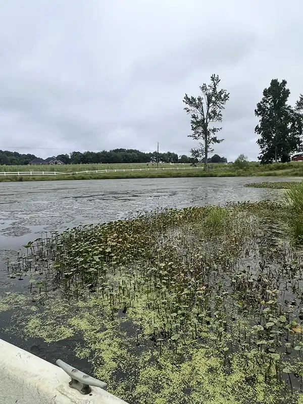 aquatic vegetation before #4