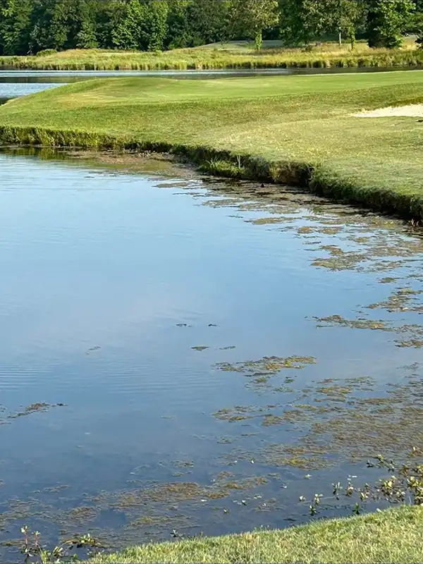 algae control before #8
