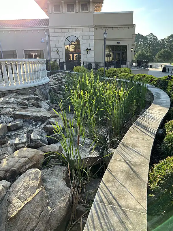 pond weed before #9