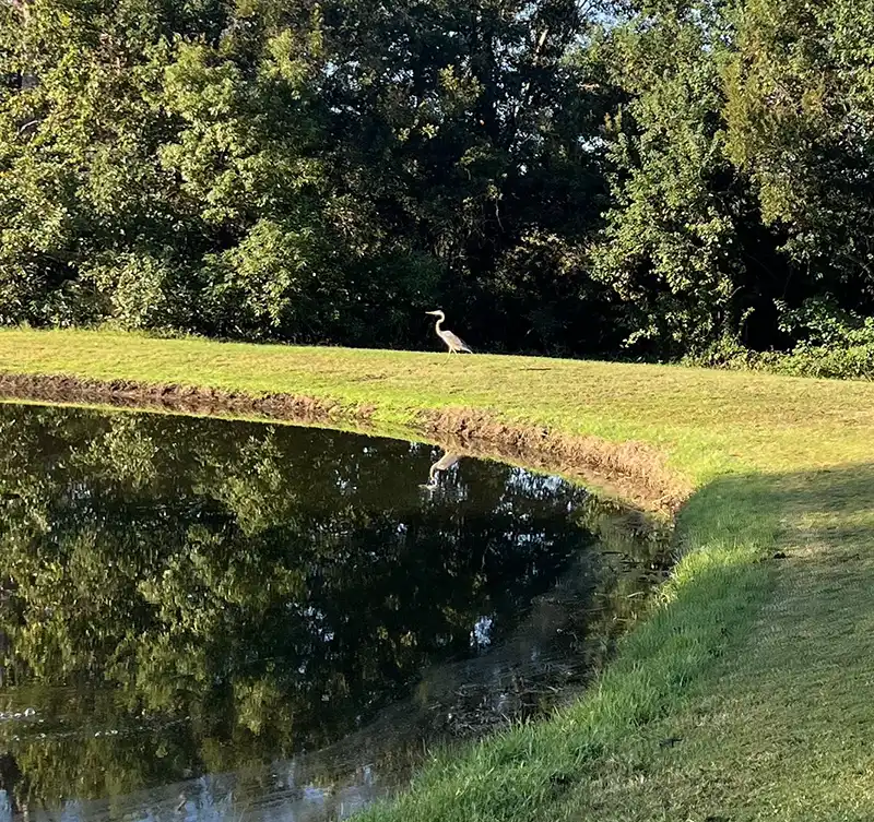 Pond Algae Control